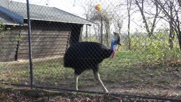 Ein Schönes Porträt Des Soutane Vogels Casuarius Casuarius — Stockvideo