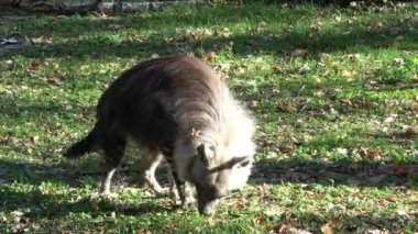Kahverengi sırtlan (Parahyaena brunnea) yürüyüş