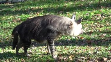 Kahverengi sırtlan (Parahyaena brunnea) yürüyüş