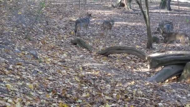 Lobo Gris Europeo Canis Lupus Lupus Bosque — Vídeo de stock