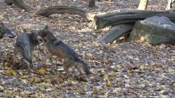 Europese Grijze Wolf Canis Lupus Lupus Het Bos — Stockvideo