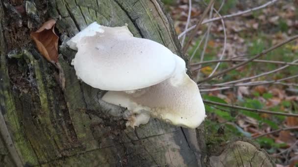 Witte Paddestoelen Een Boom Paddestoelen Stam Van Een Boom — Stockvideo