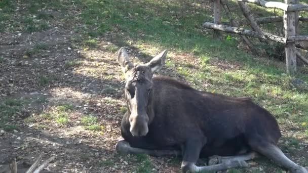 驼鹿或欧洲麋鹿 Alces Alces 驼鹿休息 — 图库视频影像