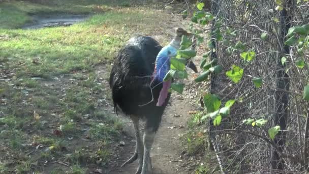 Bellissimo Ritratto Uccello Cassowary Casuarius Casuarius — Video Stock