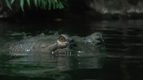 Gavial Indian Gavialis Gangeticus Cocodrilo Peligro Crítico — Vídeo de stock