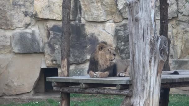 Aziatische Leeuw Panthera Leo Persica Bedreigde Soorten — Stockvideo