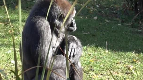 Portrét Dominantní Gorila Gorilla Gorilla — Stock video