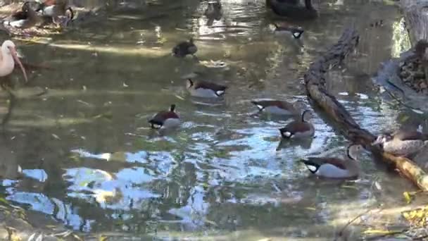 Птицы Водоплавающие Много Уток Дикие Утки — стоковое видео