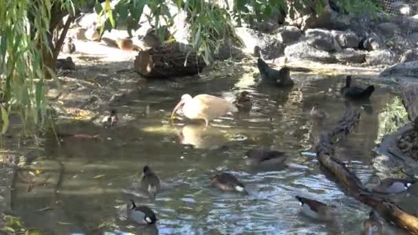 Aves Acuáticas Muchos Patos Patos Salvajes — Vídeo de stock