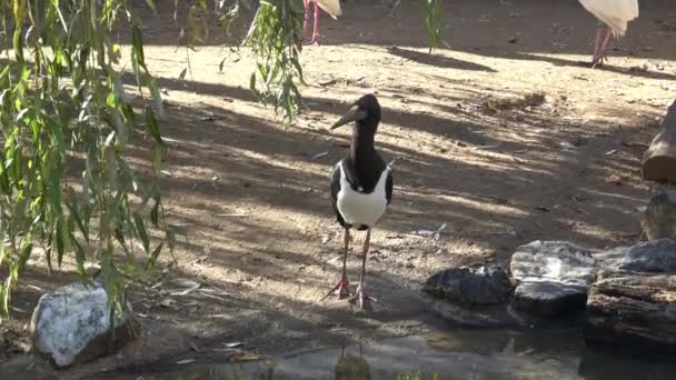 Ústřičník Bělolemý Haematopus Ostralegus — Stock video