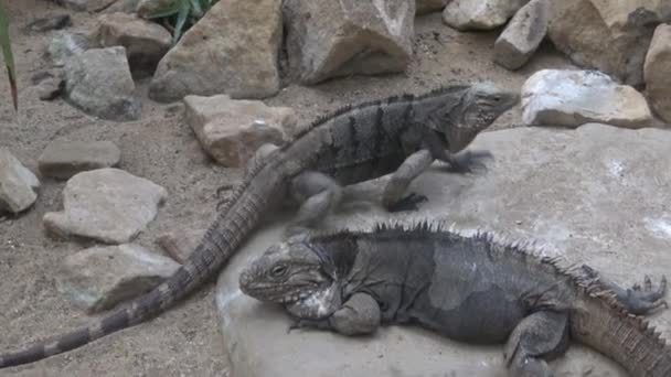 古巴岩鬣蜥 Nubila — 图库视频影像