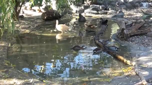 Vackra Ibis Och Anka Vatten Sjöfåglar — Stockvideo