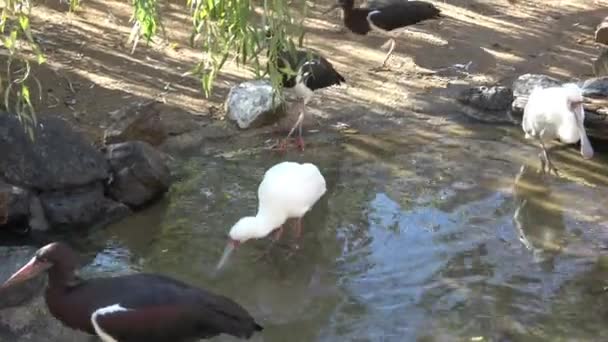 Прекрасний Ібіс Качка Воді Водоплавних Птахів — стокове відео