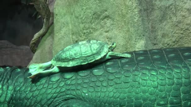 Черепаха Batagur Affinis Известная Batagur Индийский Гавиаль Gavialis Gangeticus Черепаха — стоковое видео