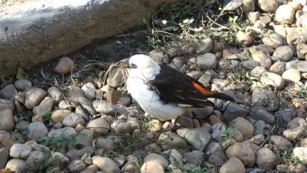 Een Vogeltje Bouwt Het Nest Vogel Verzamelt Weinig Takjes Voor — Stockvideo