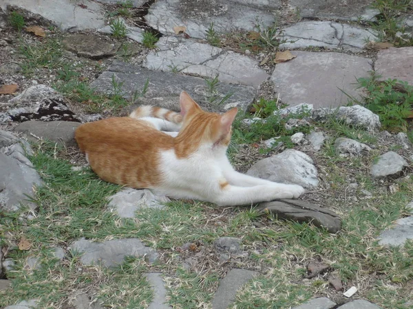 Gato Deitado Chão — Fotografia de Stock