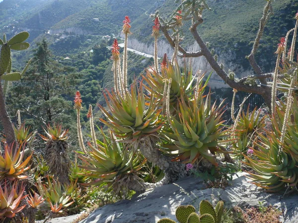 Muchos Diversos Cactos Diferente Tamaño Cultivo Cactus —  Fotos de Stock