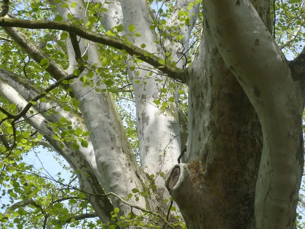 Κορμό Του Δέντρου Κλάδους Και Φωτεινό Φύλλωμα Μια Σαφή Ηλιόλουστη — Φωτογραφία Αρχείου