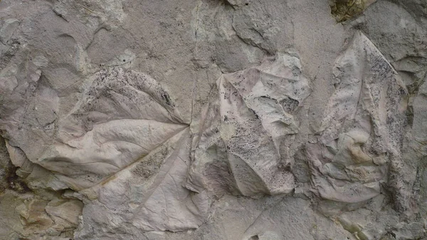 Forntida Fossil Stenen Leaf Fossila Avtryck Sten — Stockfoto