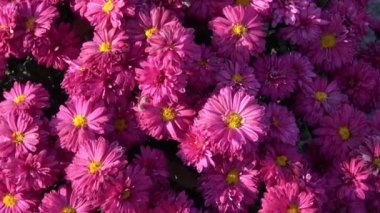 Sonbahar floweers bahçesinde 