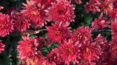 Sonbahar floweers bahçesinde 