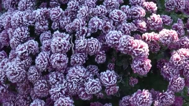 Herbstblüher Garten Blumen Mit Gefrorenen Wassertropfen Von Tau Spätherbst Morgen — Stockvideo