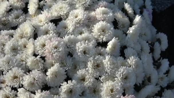 Harinas Otoño Jardín Flores Con Gotas Agua Helada Rocío Finales — Vídeos de Stock