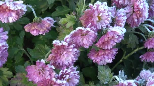 Herfst Floweers Tuin — Stockvideo