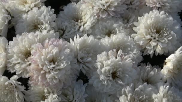 Herbstblüher Garten Blumen Mit Gefrorenen Wassertropfen Von Tau Spätherbst Morgen — Stockvideo