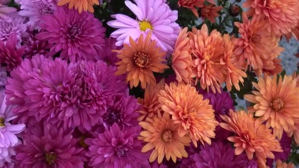 Autumn Floweers Garden — Stock Video