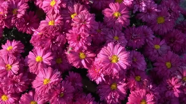 Herfst Floweers Tuin — Stockvideo