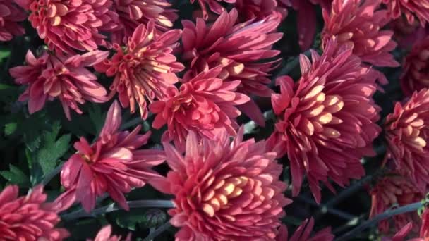 Floweers Otoño Jardín — Vídeo de stock