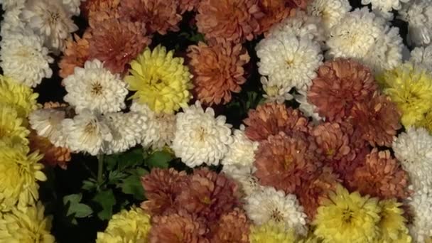 Осінні Квіти Городі — стокове відео