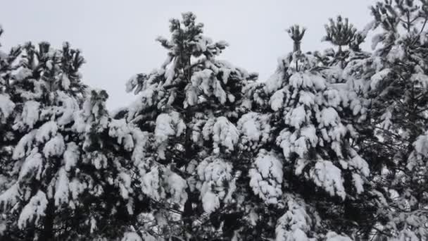 Зимнее Дерево Покрытое Снегом Ветка Дерева Покрытая Снегом — стоковое видео