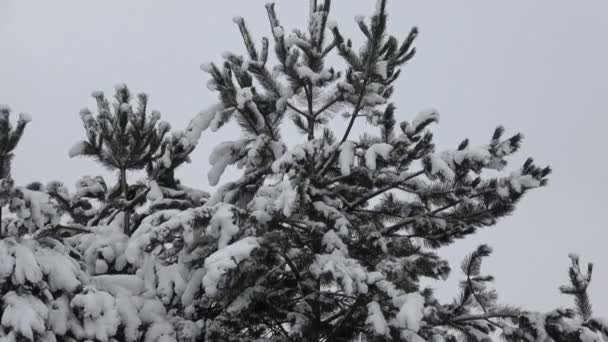 Vinter Träd Täckta Med Snö Trädgren Täckt Med Snö — Stockvideo