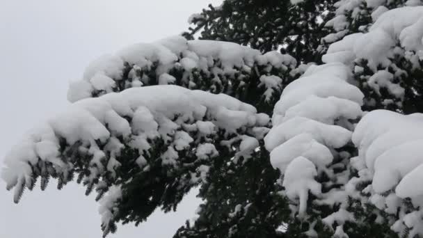 Árbol Invierno Cubierto Nieve Rama Árboles Cubierta Nieve — Vídeo de stock