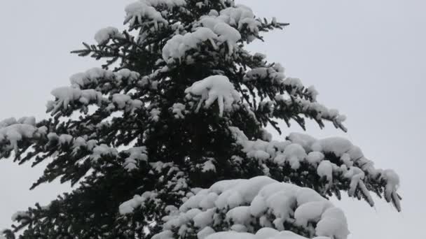 Зима Вкрита Снігом Гілка Дерева Вкрита Снігом — стокове відео
