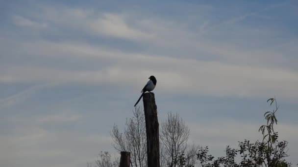 Uccello Nero Appoggiato Palo Legno — Video Stock