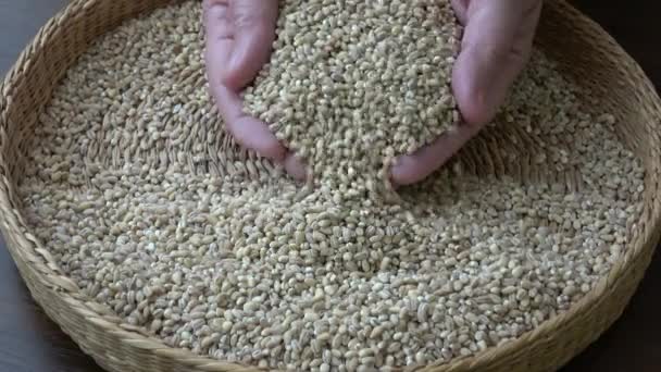 Vista Una Canasta Llena Granos Trigo Granos Trigo Trigo Cereales — Vídeo de stock