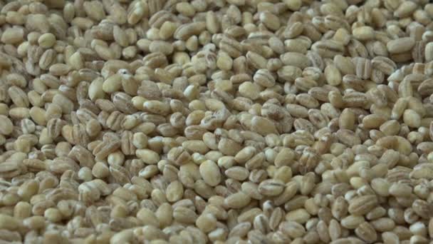 小麦粒 小麦と穀物 — ストック動画