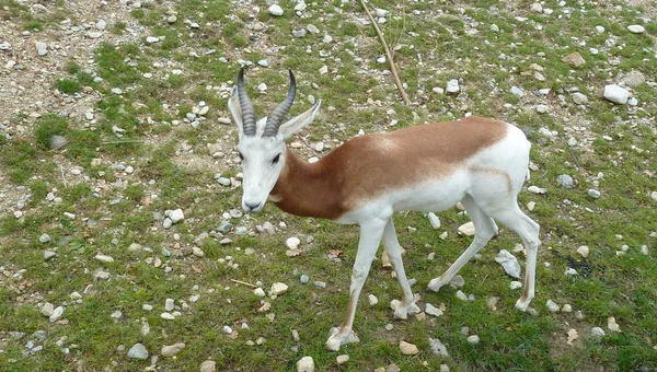 Mannelijke Indische Antilope Antilope Cervicapra — Stockfoto