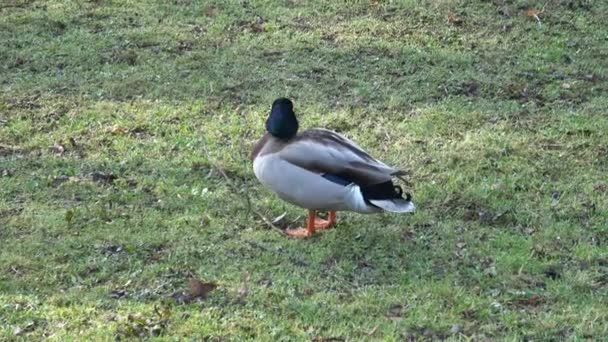 Yabani Erkek Ördek Yeşil Çimlerde — Stok video