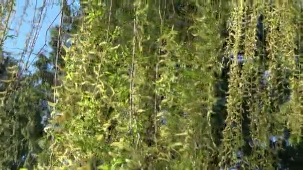 Lente Wilgentakken Spring Willow Tree Bloei — Stockvideo