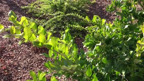 Nieuwe Aanplant Van Tuin Bedden Met Planten Struiken Tuinontwerp — Stockvideo