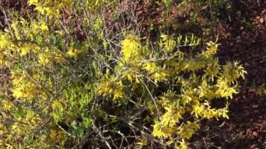 Forsythia bahar çiçek şube. Bahar çiçeklenme florets.