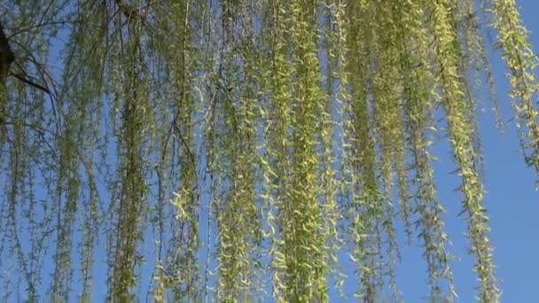 Lente Wilgentakken Spring Willow Tree Bloei — Stockvideo