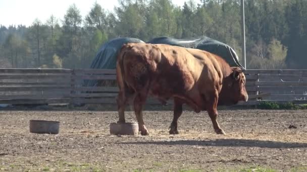 Animales Granja Muchas Cabras Marrones Blancas Corral — Vídeo de stock