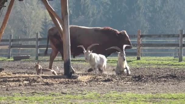 Animales Granja Muchas Cabras Marrones Blancas Corral — Vídeo de stock