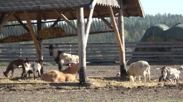 Ζώα Φάρμας Πολλές Καστανές Και Λευκές Κατσίκες Στη Μάντρα — Αρχείο Βίντεο