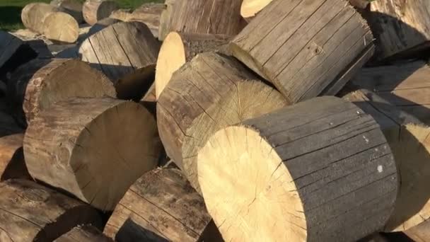 Concetto Distruzione Forestale Tipografo Ips Alberi Tagliati Pezzi — Video Stock